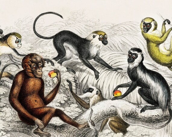 Monkeys, Rare Antique Hand-Coloured Lithograph