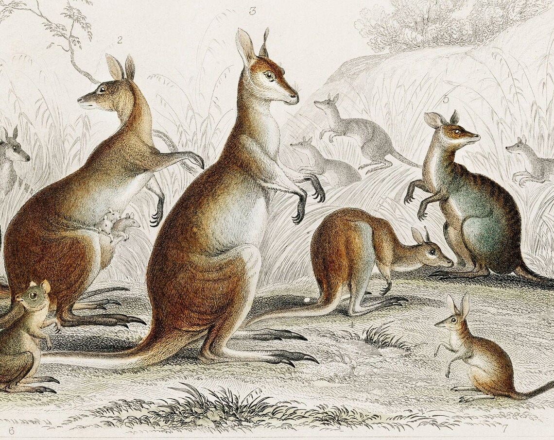 Kangaroo, Rare Antique Hand-Coloured Lithograph