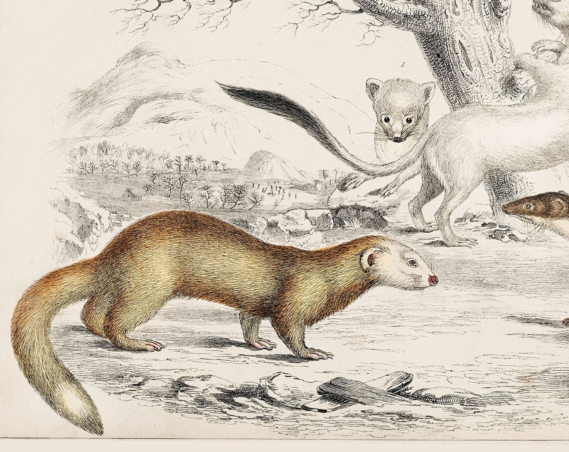 Weasels, Rare Antique Hand-Coloured Lithograph