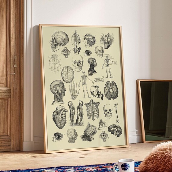 Vintage Human Anatomy Skeleton Bones Medical Chart Decor Poster