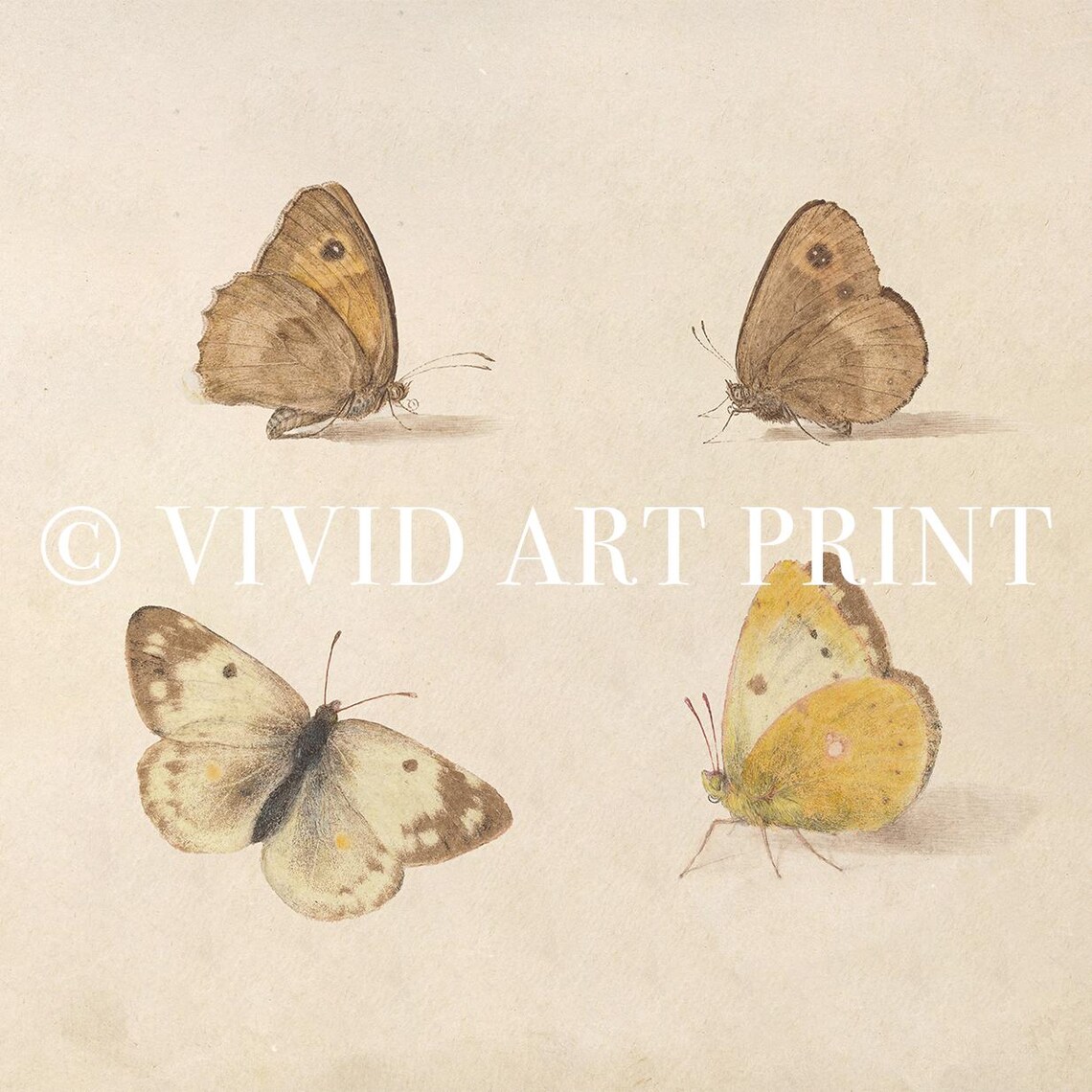 Vintage Butterfly Study, Botanical Farmhouse Illustration - Image 4