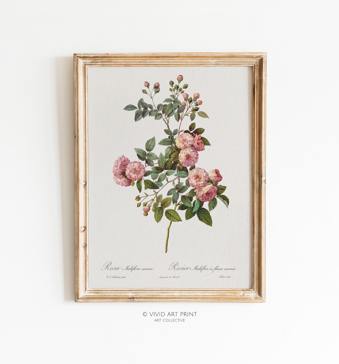 Vintage Botanical Rose Antique Illustration