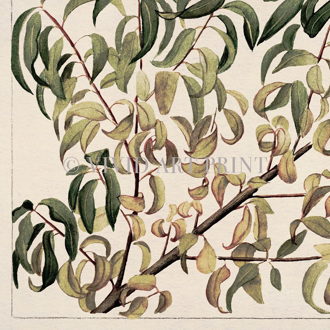 Vintage Botanical Drawing, Branch Of Peach - Image 4