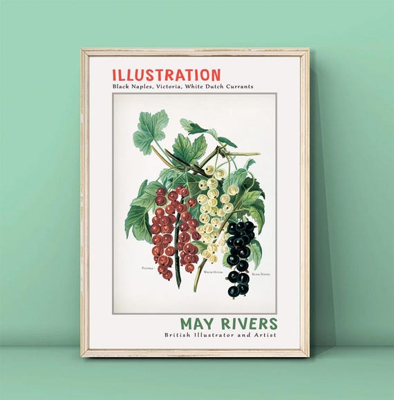 May Rivers Black Naples White Dutch Currants Print Vintage Fruit Illustrations Kitchen Wall Decor Dining Room Wall Art