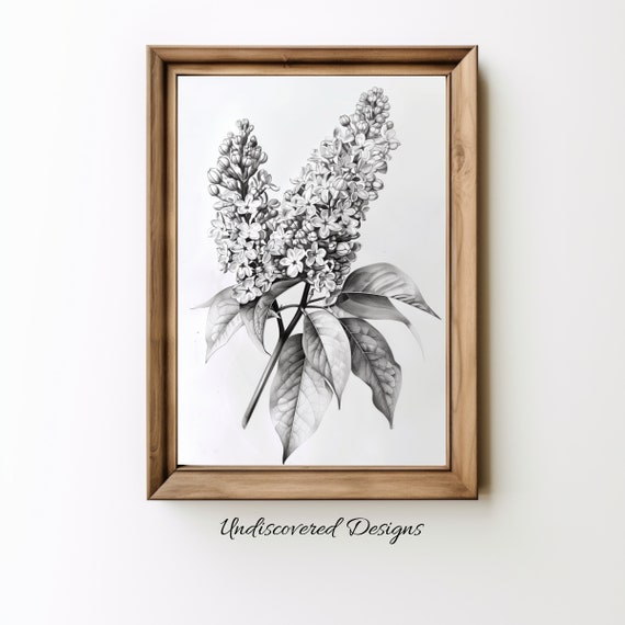 Lilac Botanical Sketch Art Printout Wall Prints Print Vintage Pencil Drawing