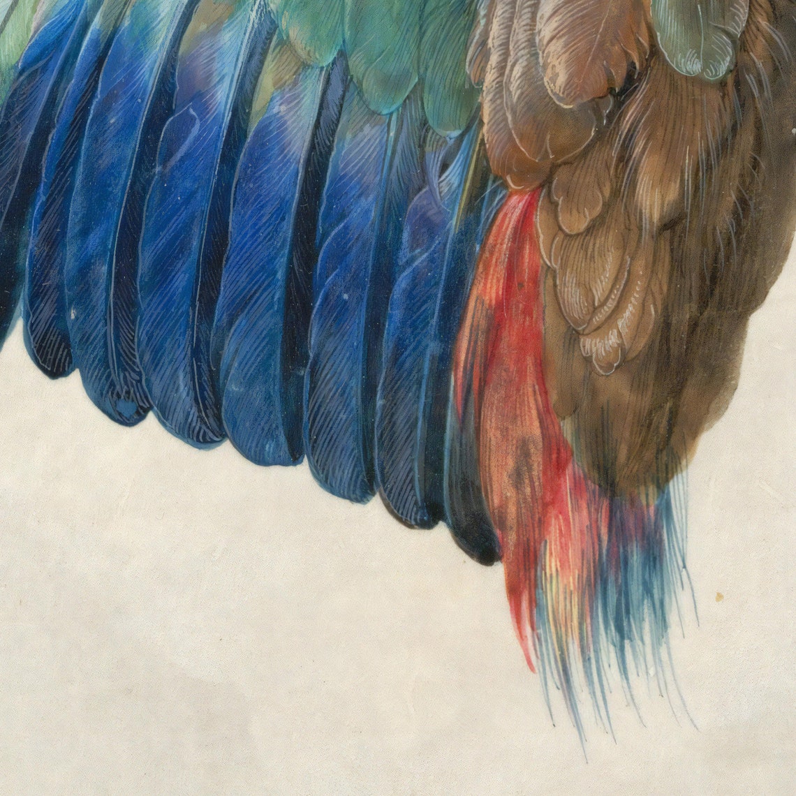 Albrecht Durer Dead Blue Roller 1512 Detailed Wing Study Poster - Image 3