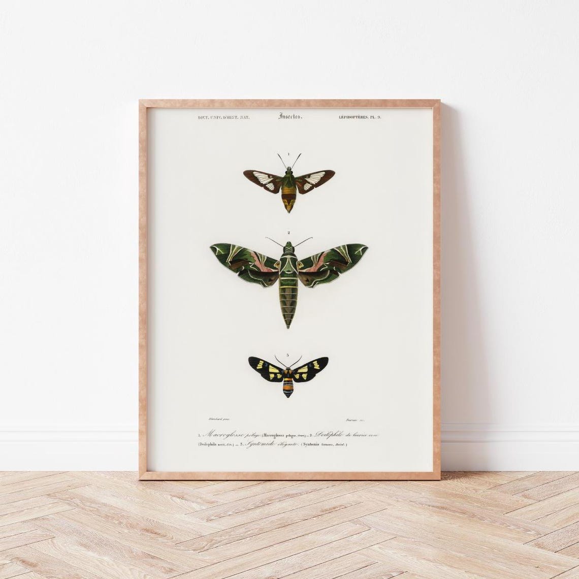 Vintage Moth Illustration Natural History Insect Study Print
