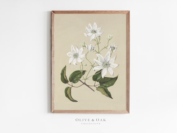 Vintage Botanical Art Print, Neutral Decor