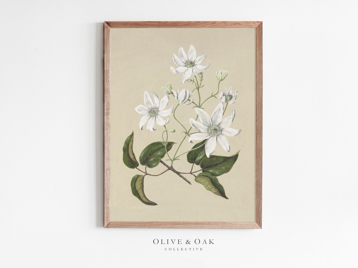 Vintage Botanical Art Print, Neutral Decor
