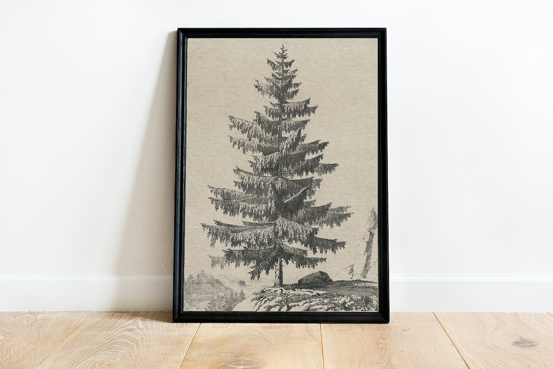 Vintage Tree Sketch Art Print, Rustic Spruce Drawing - Image 2