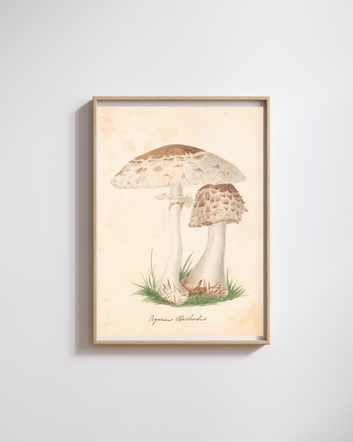 Fungi Botanical Art Print, Vintage Botanical Decor