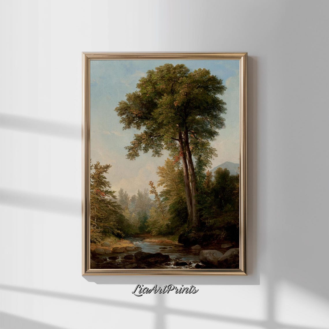 Majestic Tall Forest Trees beside a Rocky Woodland Stream Poster