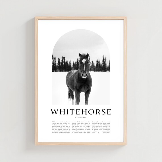 Whitehorse Canada Snowy Horse Black And White Photography Poster
