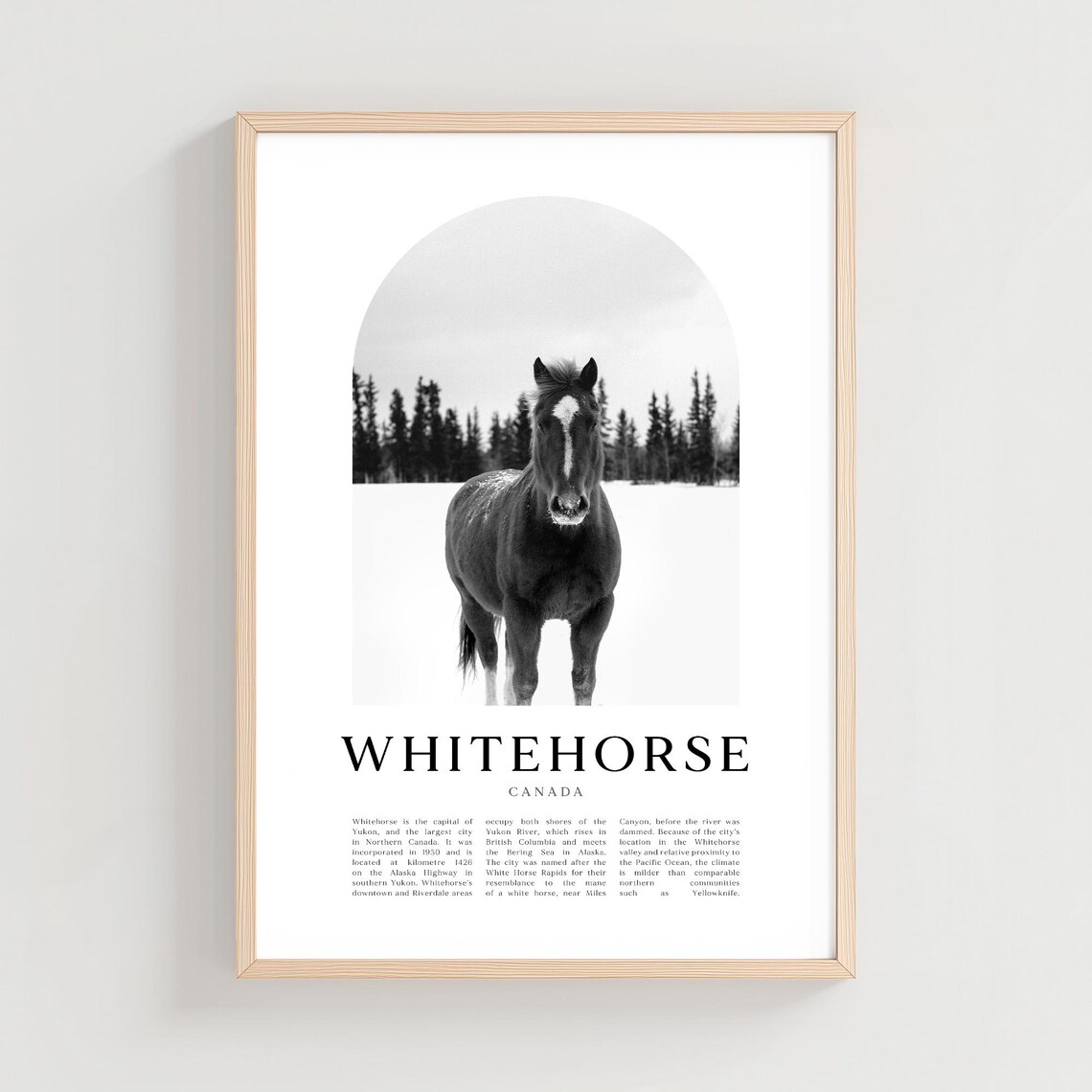 Whitehorse Canada Snowy Horse Black And White Photography Poster