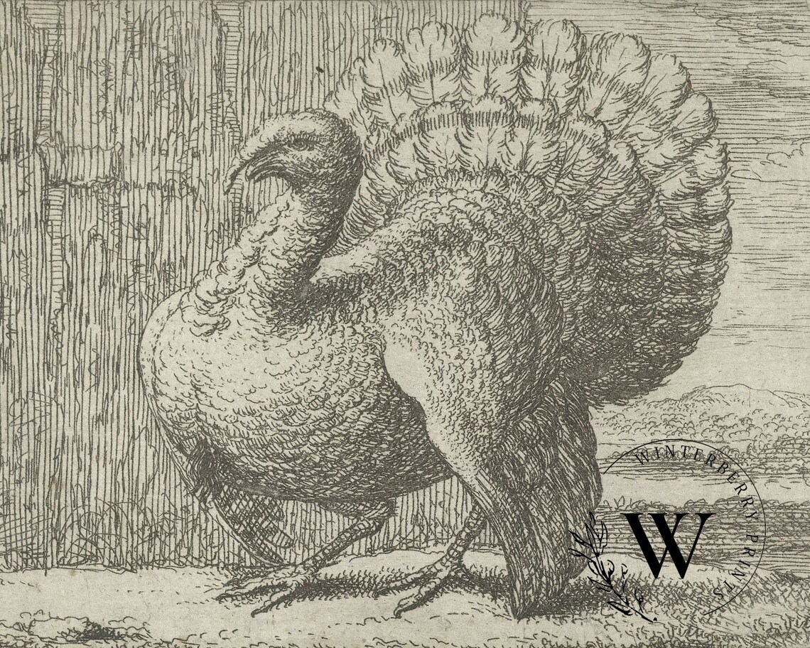 Vintage Thanksgiving Turkey Sketch Art Print - Image 2