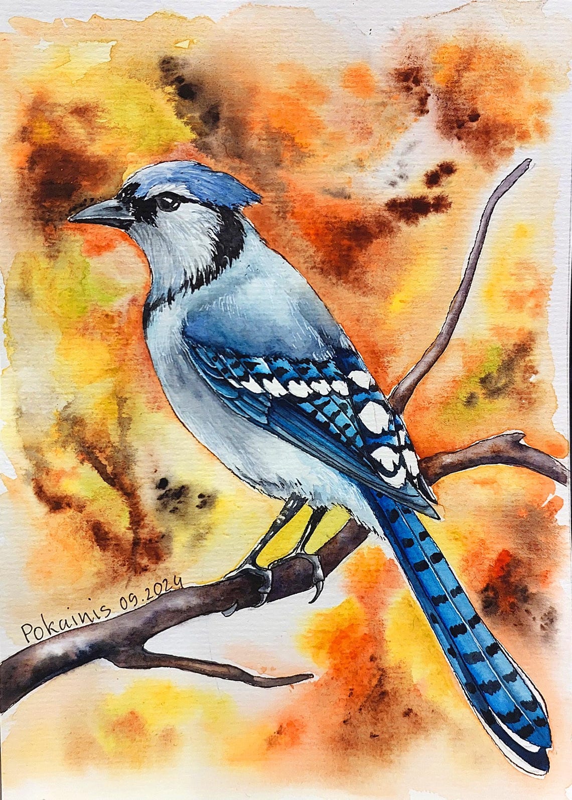 Blue Jay Perched on a Branch in Autumn Watercolor Bird Art Poster