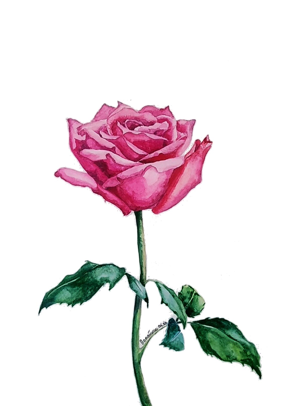 Pink Rose Stem Watercolor Romantic Flower Botanical Art Poster