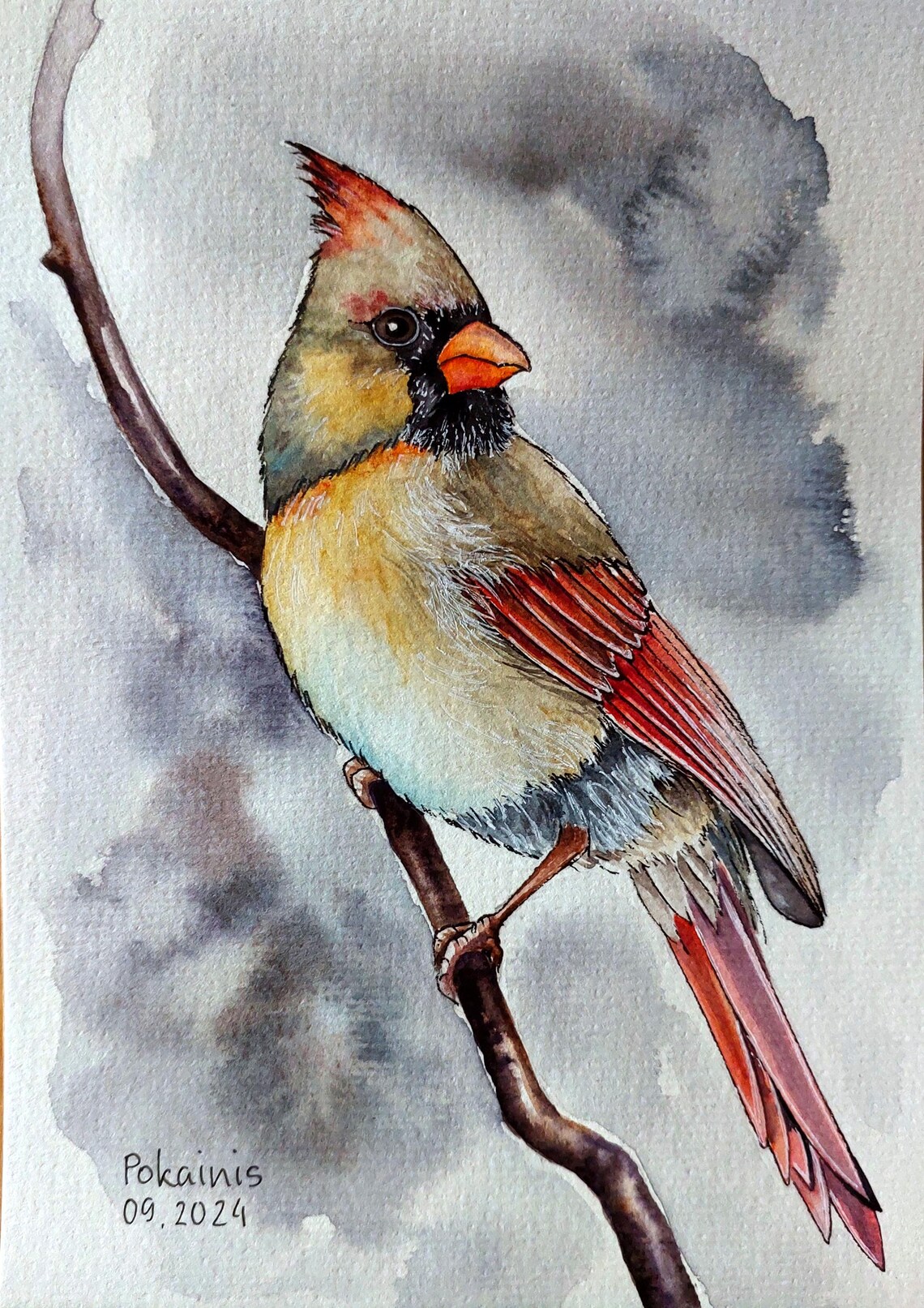 Female Northern Cardinal Perched on Branch Watercolor Poster