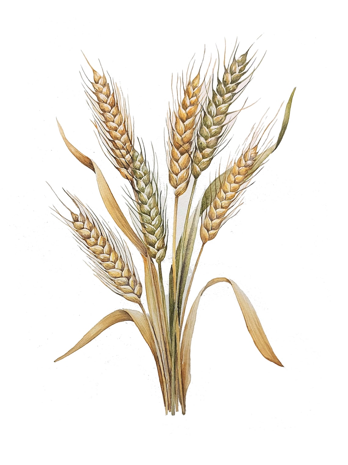 Golden Wheat Watercolor Botanical Farmhouse Kitchen Art Poster