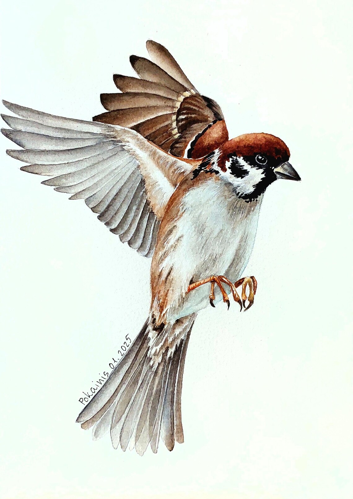 Eurasian Tree Sparrow in Flight Watercolor Songbird Art Poster