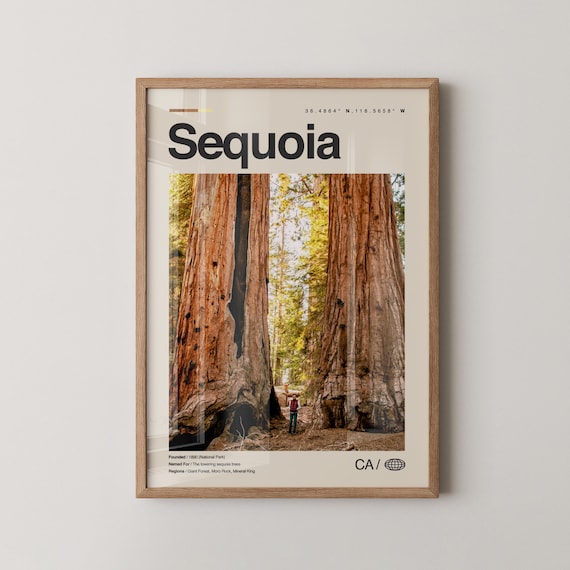Sequoia National Park Giant Forest Trees Photo Travel Poster