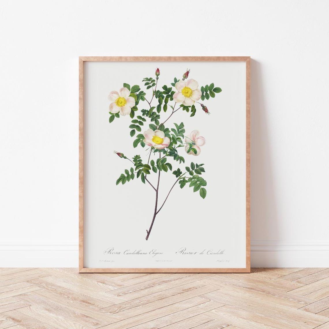 Vintage White Wild Rose Botanical Illustration Rosa Art Print