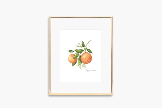 Orange Blossom Watercolor Art Print Citrus Flower Painting