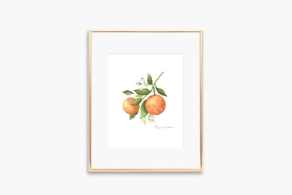 Orange Blossom Watercolor Citrus Branch Blooms Botanical Poster