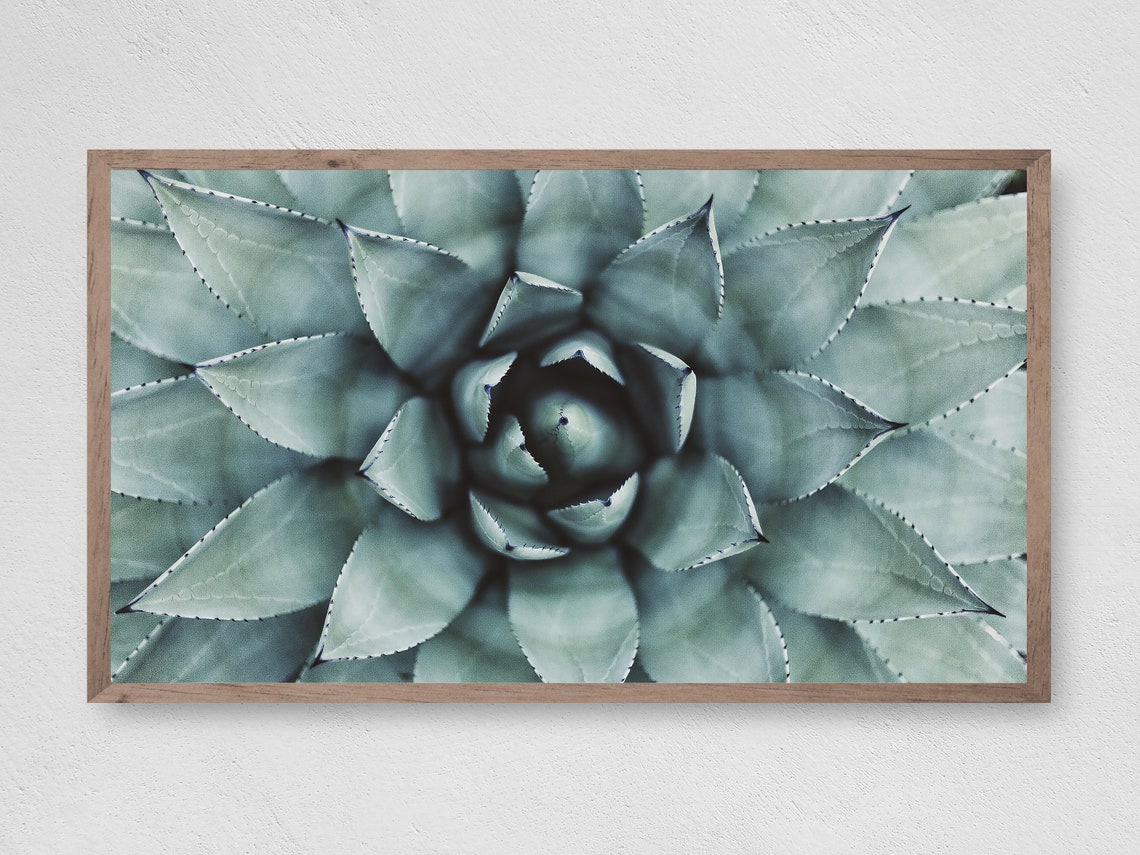Succulent Art Print