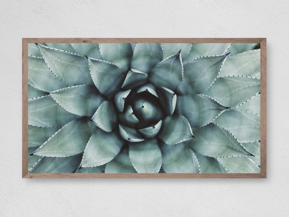 Succulent Art Print