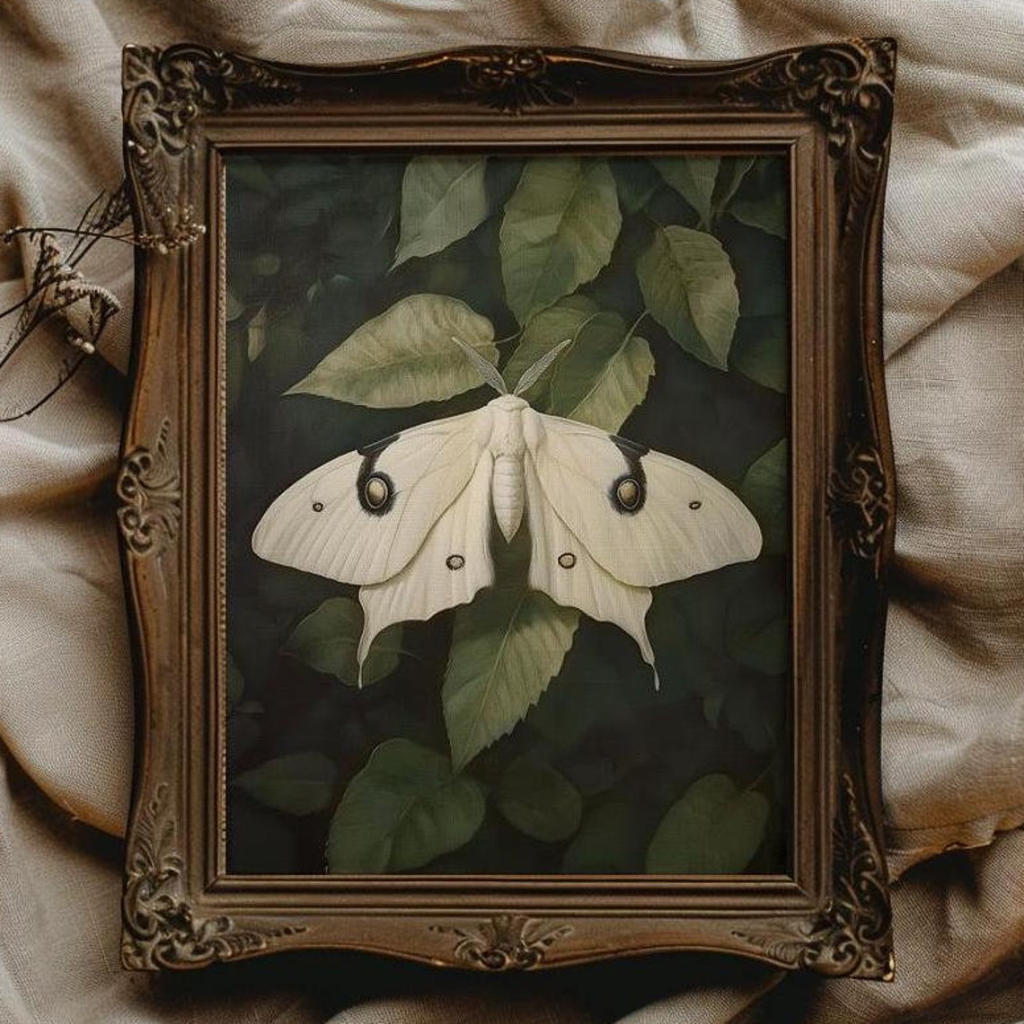 White Moth With Eye Spots Resting On Dark Green Leaves Print