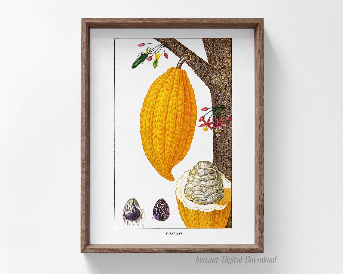 Theobroma Cacao Botanical Plate, Kitchen Art Print