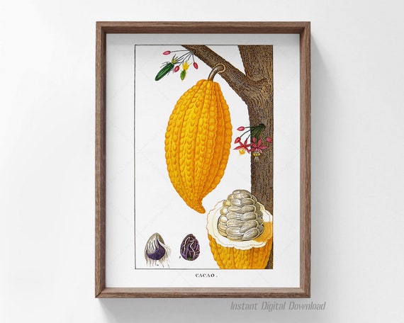 Theobroma Cacao Botanical Plate, Kitchen Art Print