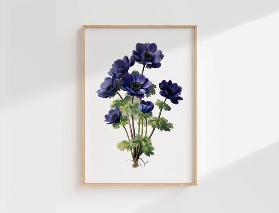 Blue Anemone Print Vintage Botanical Illustration