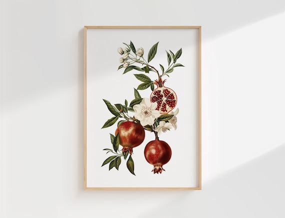 Pomegranate Botanical Print Vintage Kitchen Wall Art