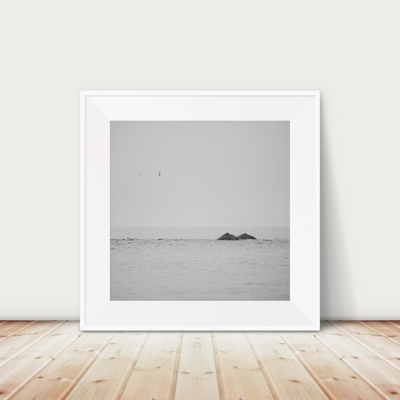 Blue Whale Photograph Pacific Ocean Animal Art Print