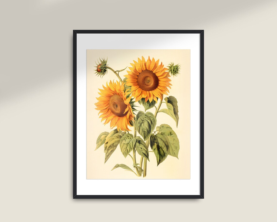 Vintage Sunflowers Art Print, Farmhouse Decor - Image 2