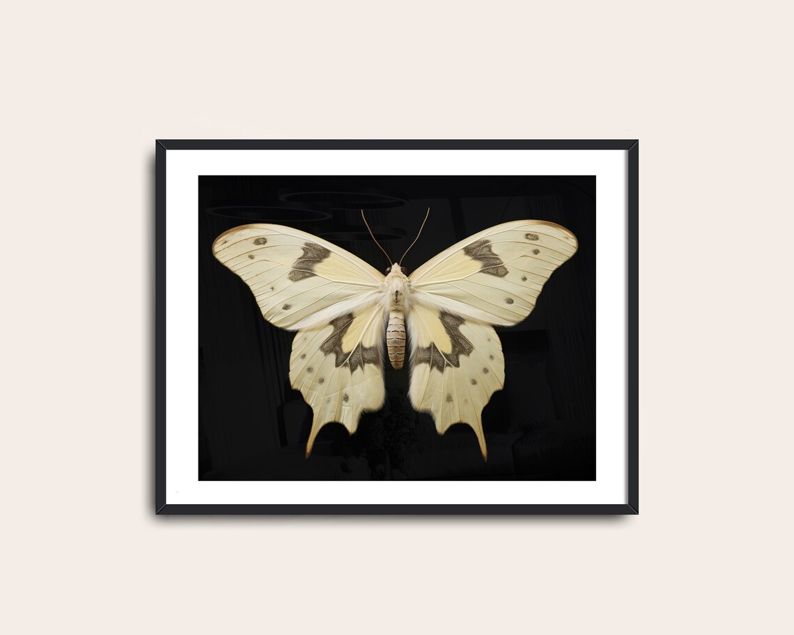 White Moth Victorian Art, Vintage Butterfly Poster - Image 2