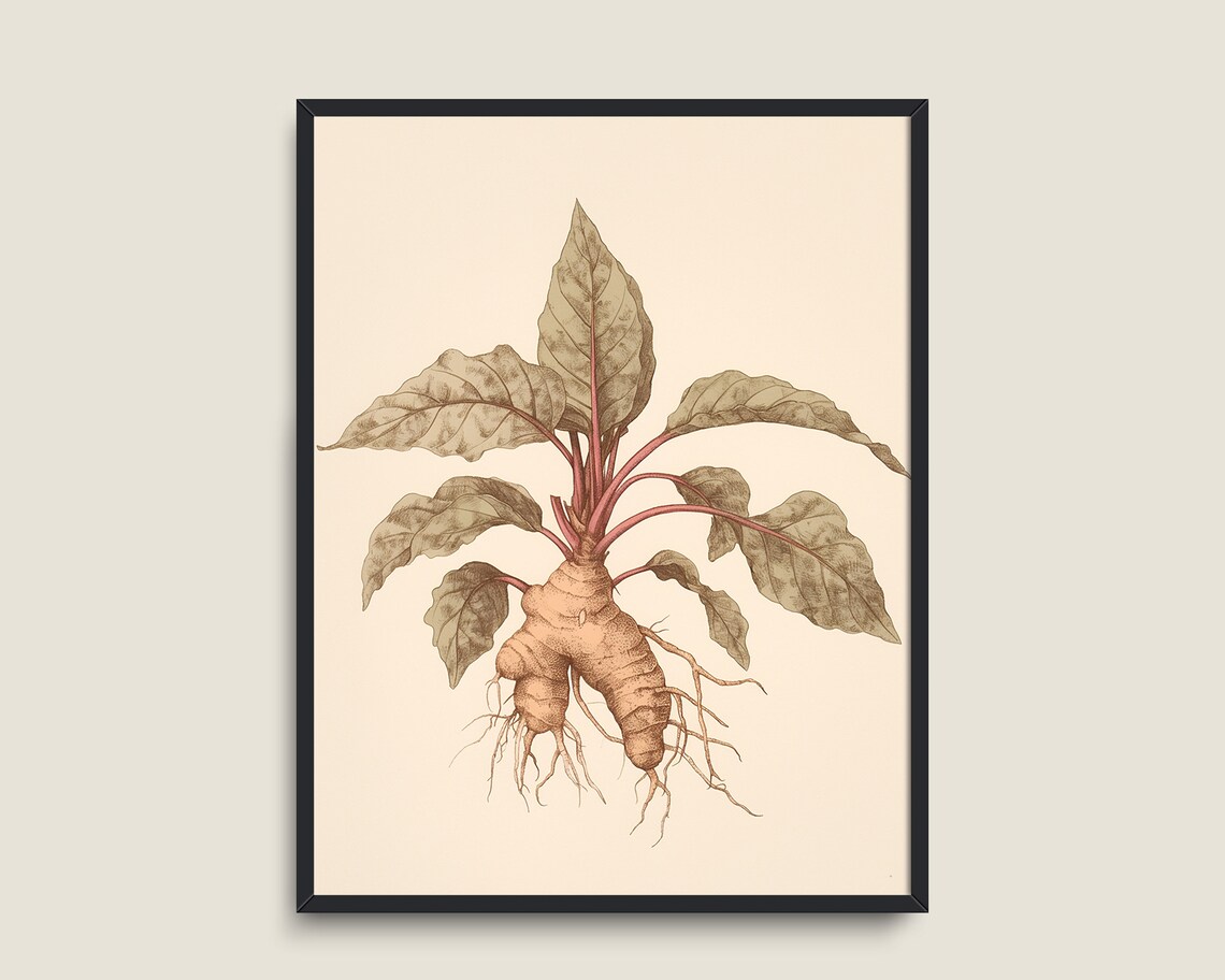 Vintage Botanical Illustration Of Ginger Root Plant With Roots Print - Image 3