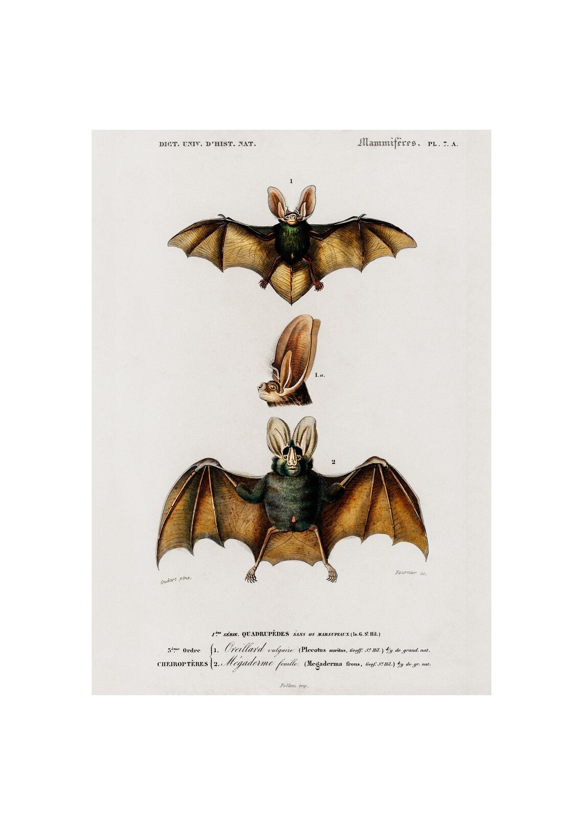 Long Eared Bats 1892 Antique Natural History Chiroptera Art Poster