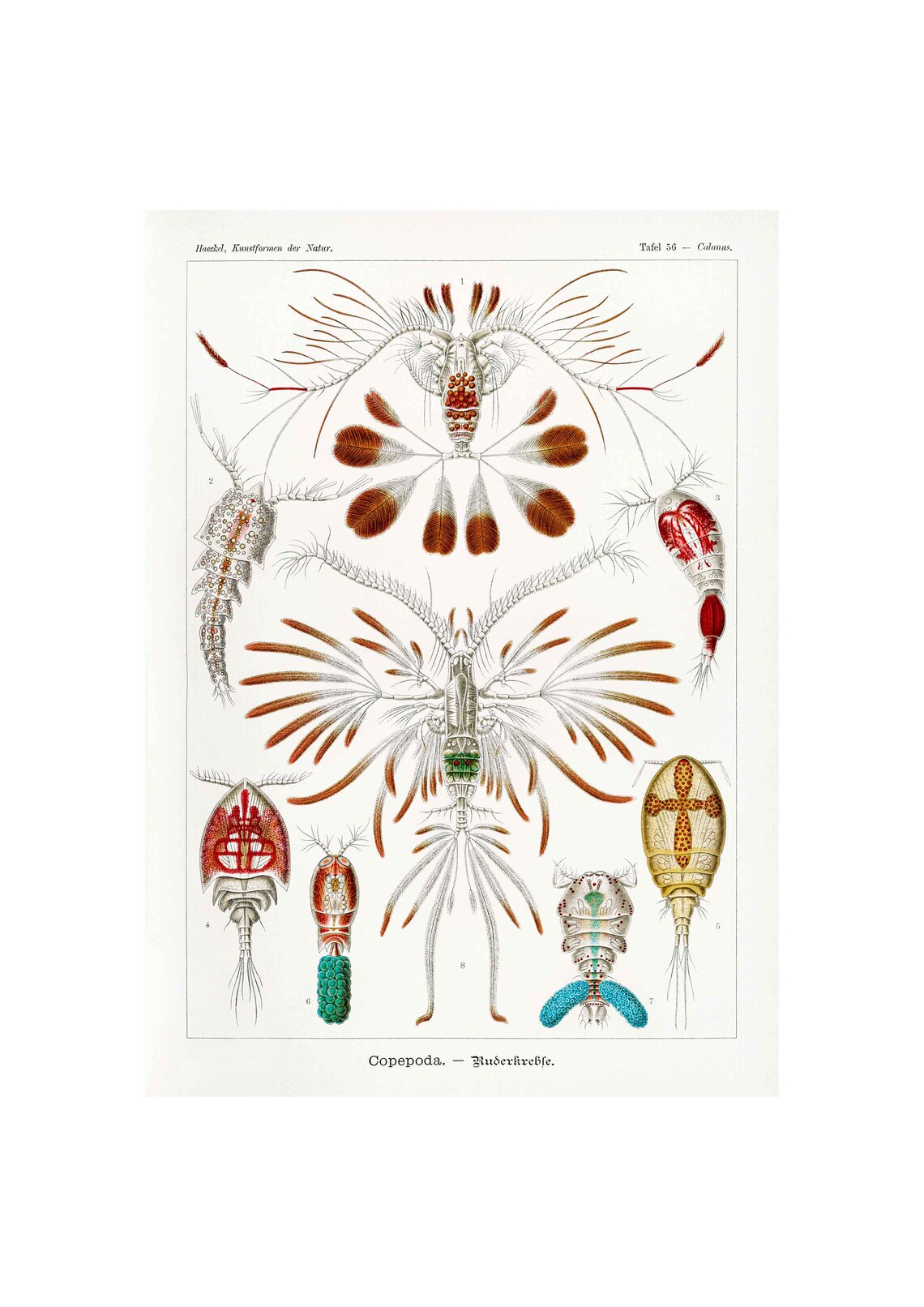 Ernst Haeckel Copepoda, Art Forms in Nature Art Print