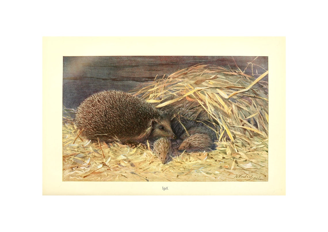 Hedgehog Family Antique Natural History Igel Lithograph Poster