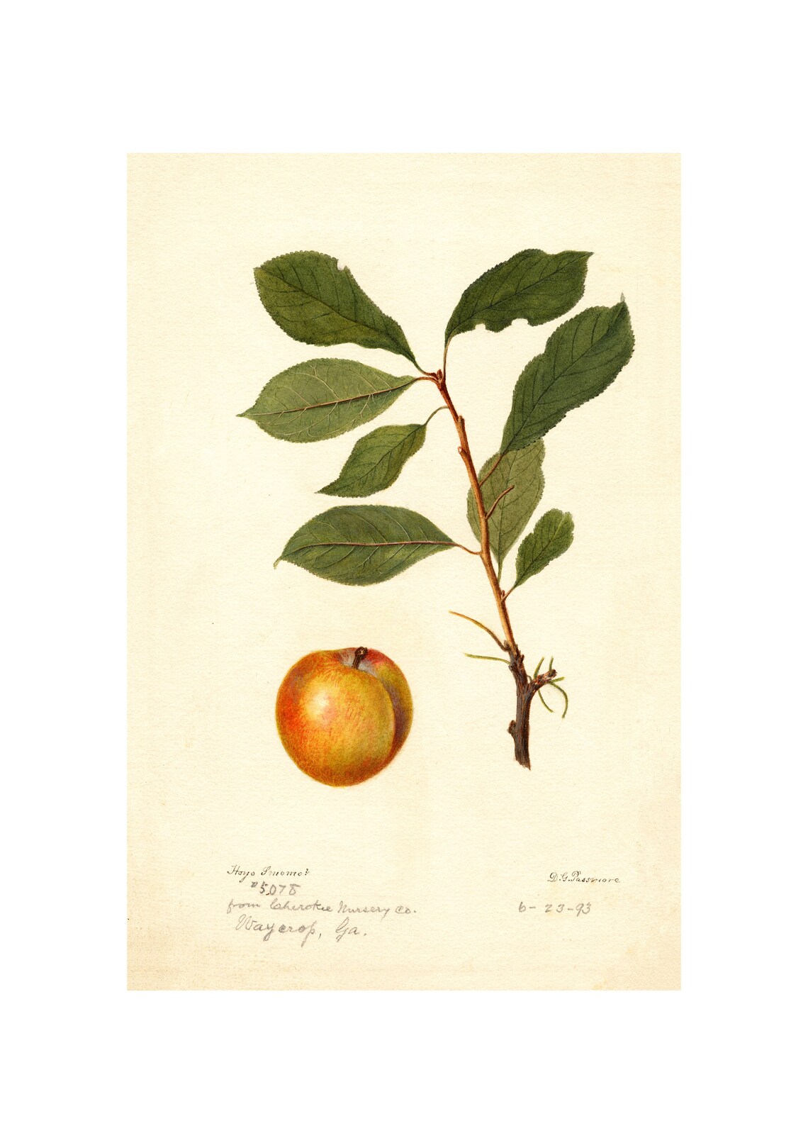 Golden Plum and Leafy Branch Antique Watercolor 1893 Fruit Art Poster