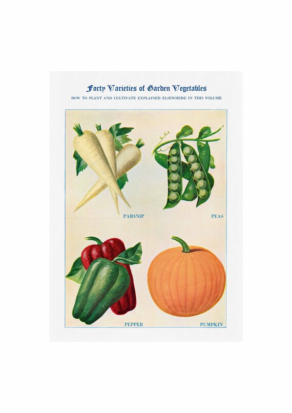 Forty Varieties of Garden Vegetables Vintage Parsnip Peas Pepper Poster
