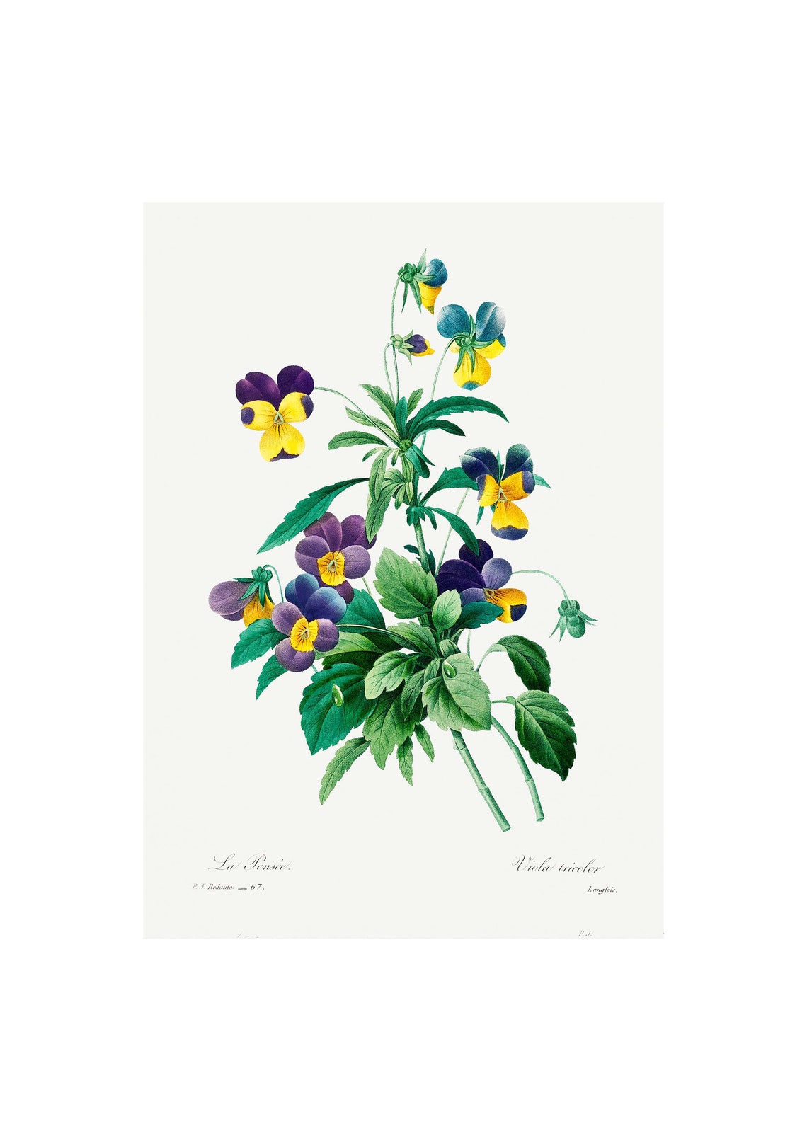 Garden Pansy Antique Lithograph