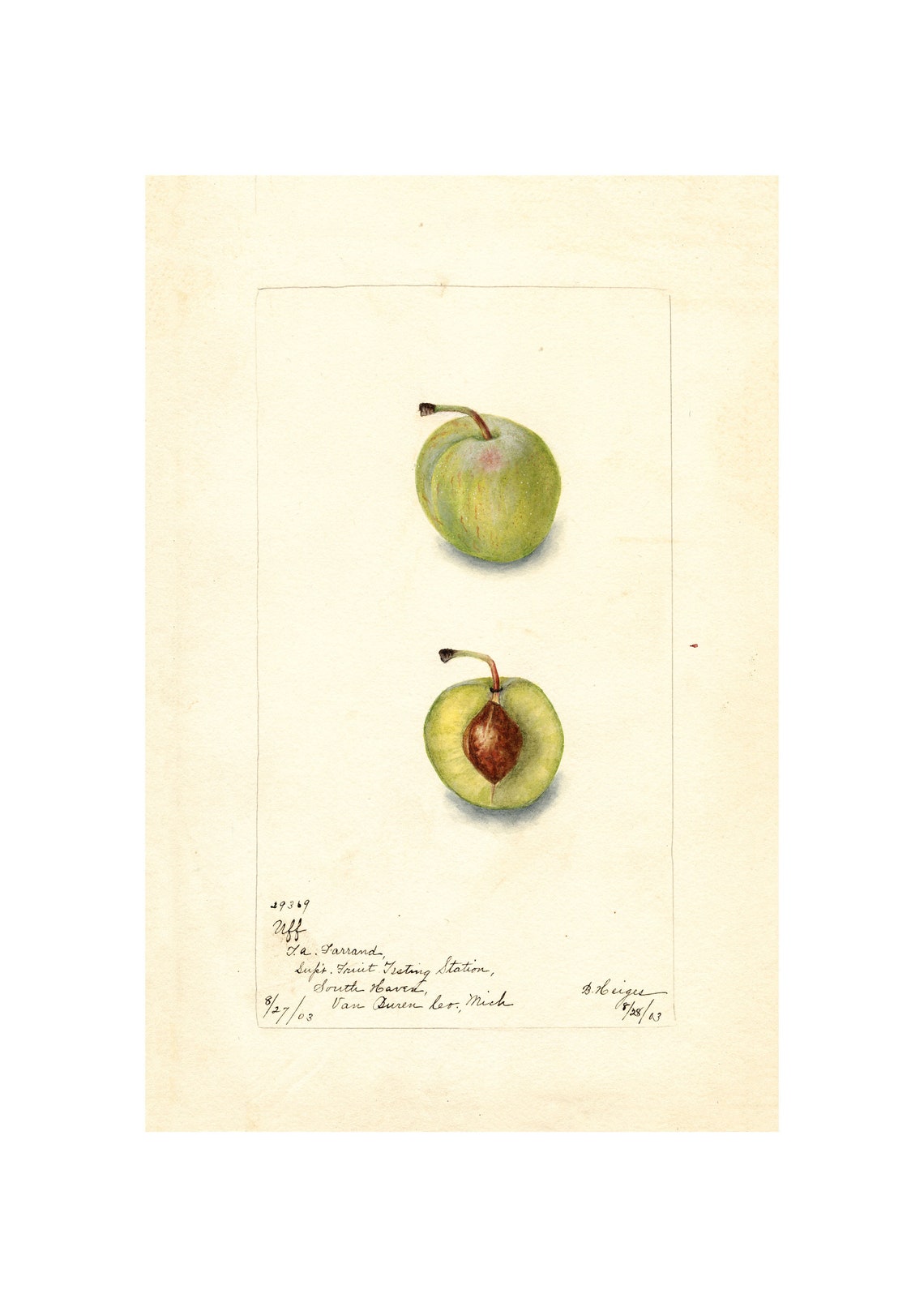 Small Green Plum Watercolor Antique Botanical Fruit Art Print