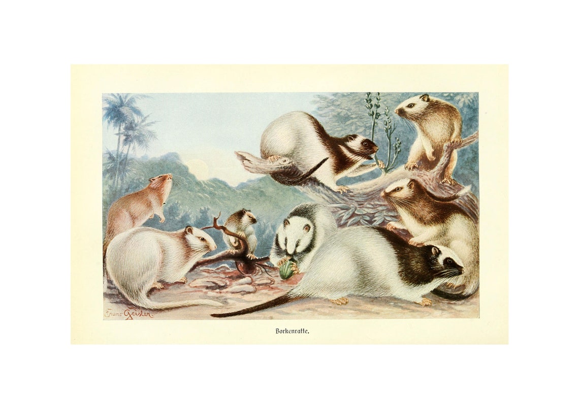 Rat Antique Lithograph By Alfred Brehm