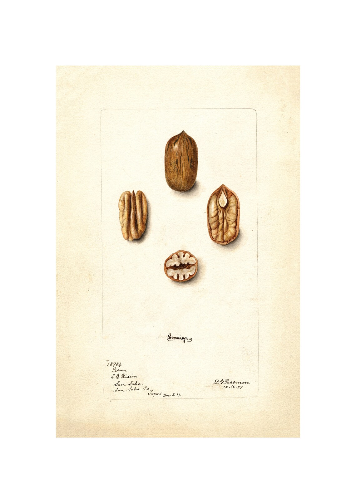 Pecan Shelled and Whole Antique Pomological Watercolor 1899 Poster