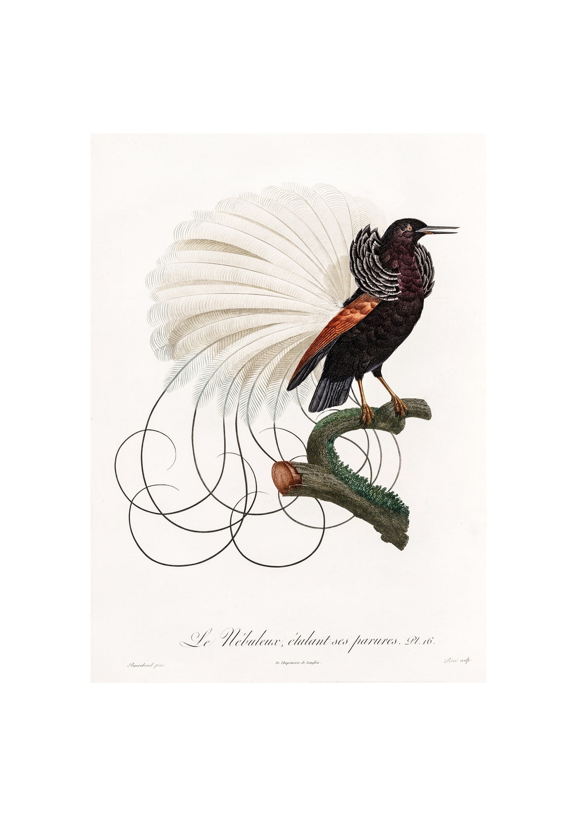Twelve Wired Bird Of Paradise Art Print
