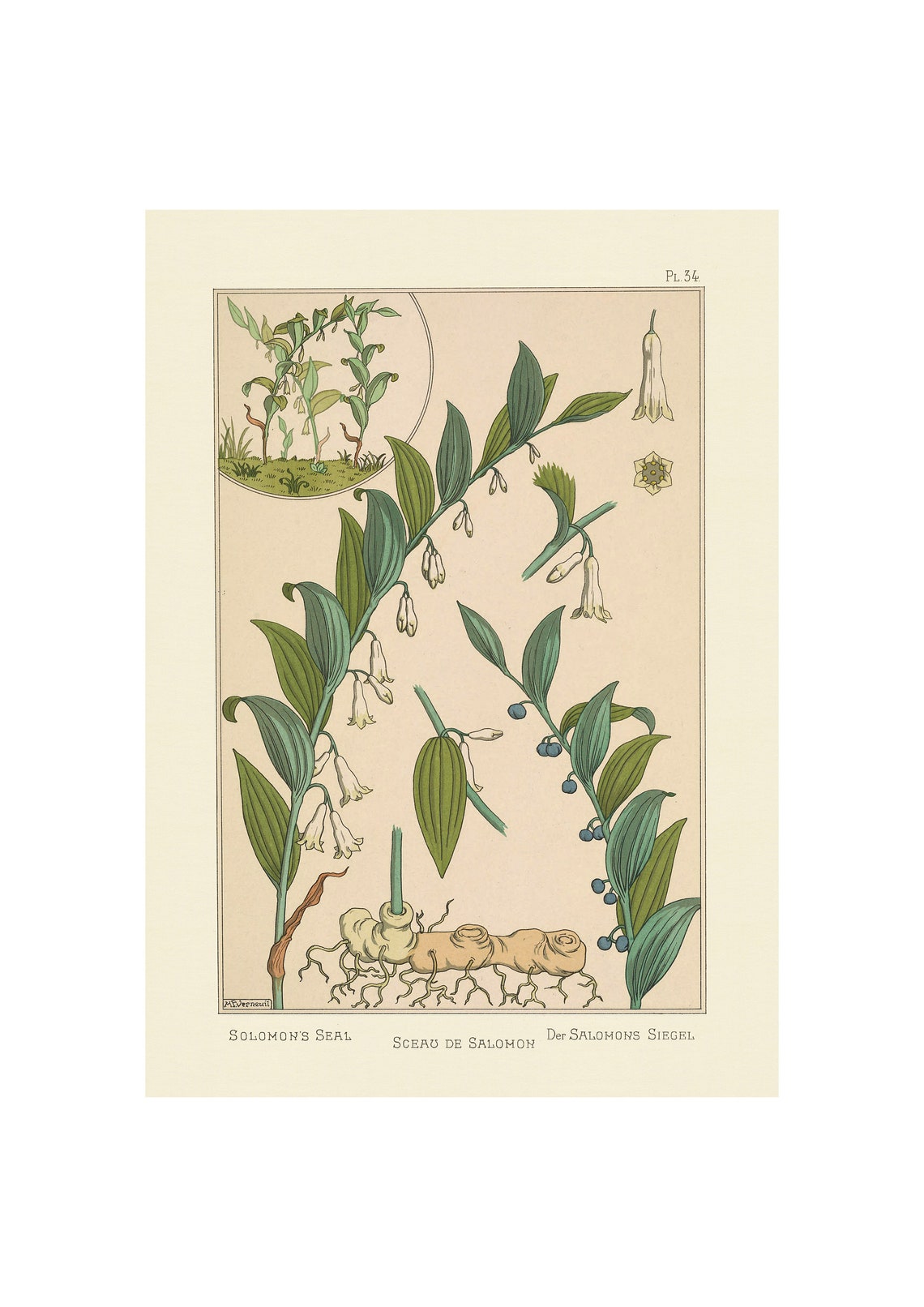 Plants And Their Application To Ornament Solomons Seal 1896 Giclee Fine Art Print Framedunframedcanvas